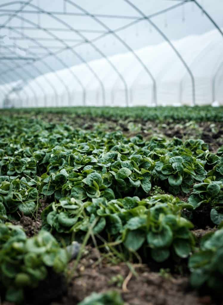 Closeup photography of green plant inside green house